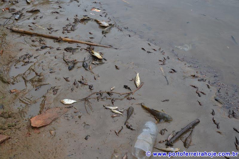 Imagens De Mortandade De Peixes No Rio Mogi Gua U Em Porto Ferreira