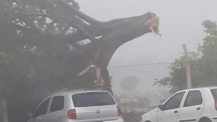 Chuva Forte No Fim Da Tarde De Ontem Derruba Rvores Em Porto