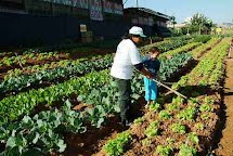 Vereador quer a implantação do projeto "hortas comunitárias" no município