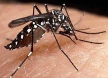 Dengue: cidade registra 362 casos em uma semana e equipe com 30 agentes começa a atuar