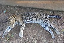 Animal raro e ameaçado de extinção morre por atropelamento em Porto Ferreira