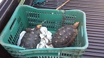 Polícia Ambiental localiza animais da fauna silvestre em residência de Porto Ferreira