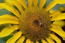 Pirassununga: nova Lei Municipal protege produção de mel e abelhas silvestres