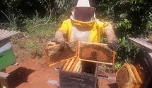 Pirassununga: Apicultores sofrem com morte de abelhas devido a agrotóxico