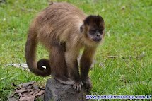 Comunidade científica alerta para mortandade de macacos por causa da febre amarela