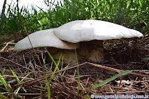 Em Porto Ferreira, cogumelo fora-do-comum desperta curiosidade pelo seu tamanho