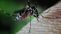 Empresa doa areia e folhetos para combater Aedes aegypti; aplicação de veneno será retomada