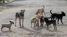 Vacinação anti-rábica acontece em Porto Ferreira no sábado (10)