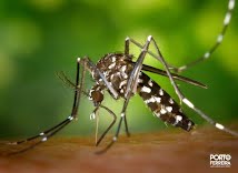 Em Porto Ferreira o índice de infestação do mosquito da dengue recua de 2,9 para 0,4