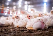Queda nos preços da carne de frango pode chegar a 20% após caso de gripe aviária no RS