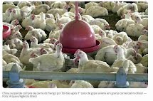 Importadores chinenes suspendem compras de carne de frango do Brasil por 60 dias 