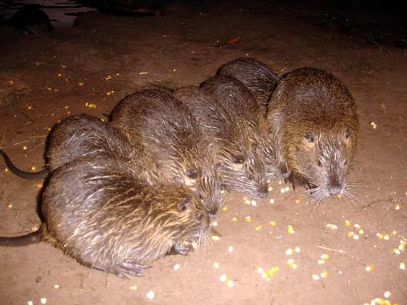 Rato banhado é encontrado no centro de Ibiporã 