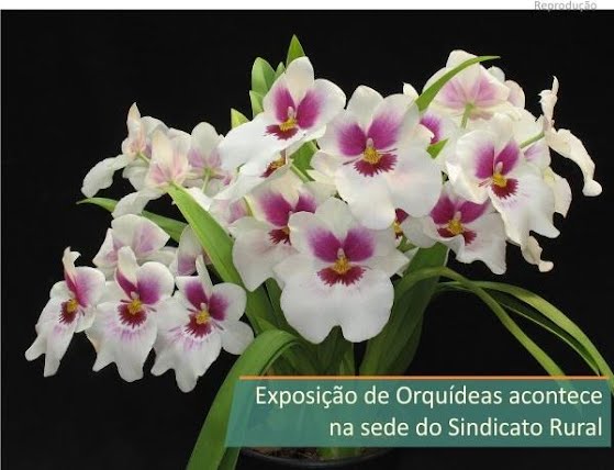 Coordenadoria das Associações Orquidófilas do Brasil - CAOB